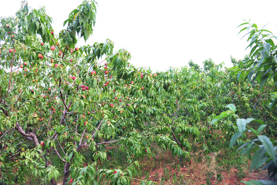 果園 桃樹(shù) 桃園