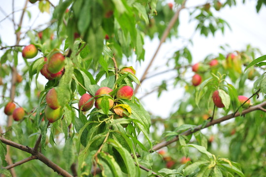 桃子成熟  果園 果樹
