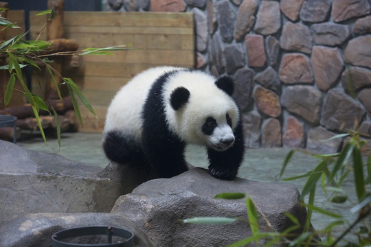 大熊貓