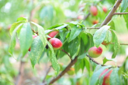 桃 油桃 桃樹