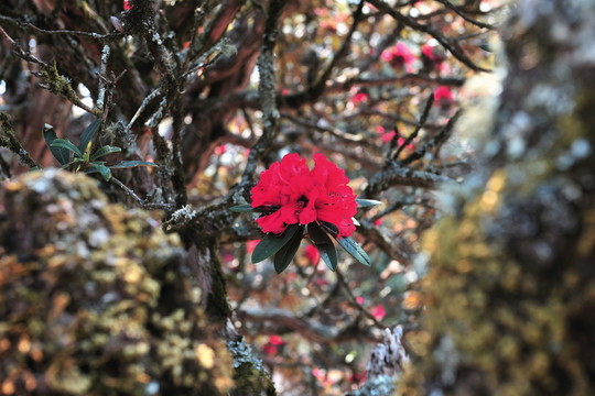 永德大雪山 杜鵑花