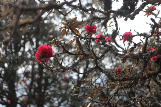 永德大雪山 杜鵑花