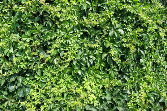 爬山虎 爬墻虎 植物 樹葉