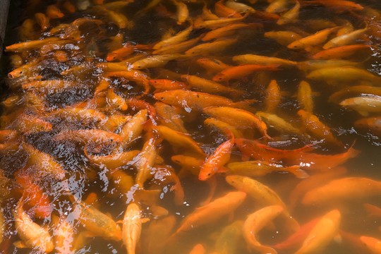 鯉魚
