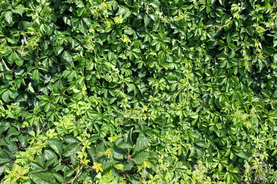 爬山虎 爬墻虎 植物 樹葉