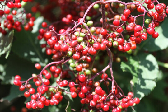 紅豆 紅果 果實(shí) 果子 紅豆果