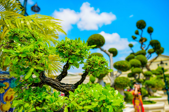 植物盆景