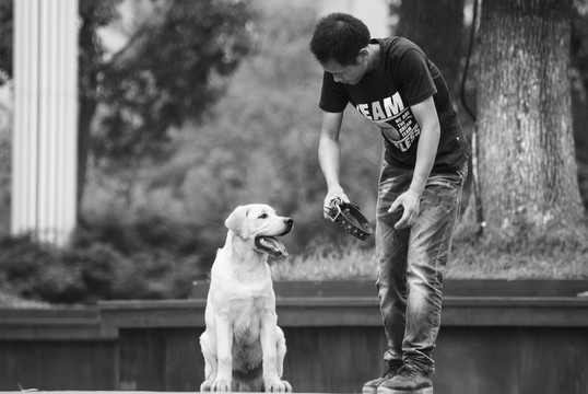 馴狗 拉布拉多犬