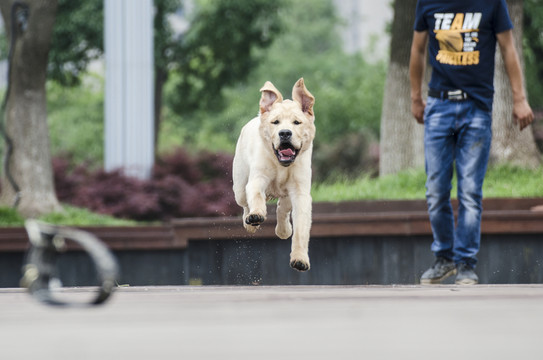 拉布拉多犬 尋回獵犬 奔跑的狗