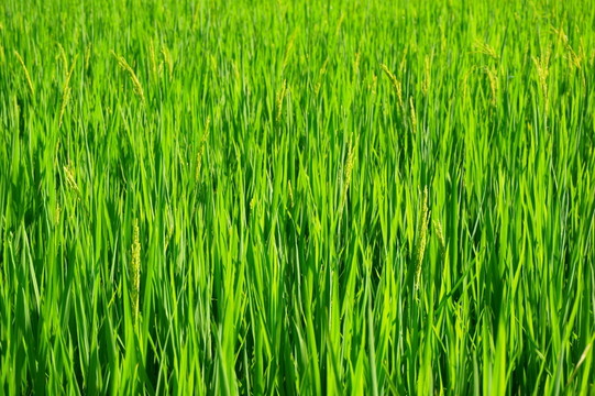 稻苗