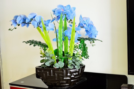 蘭花 紫蝴蝶蘭