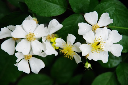 野薔薇