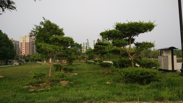 迎客樹