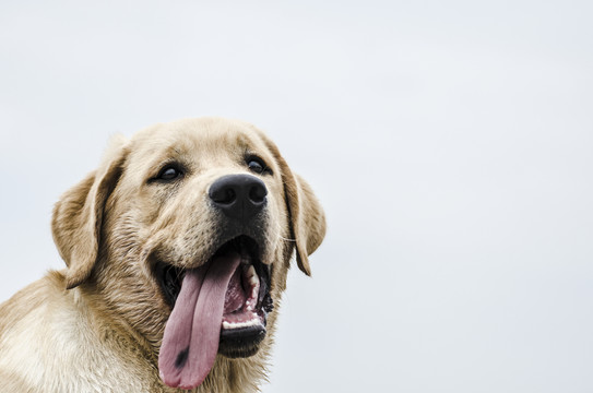 寵物攝影 拉布拉多犬 尋回獵犬