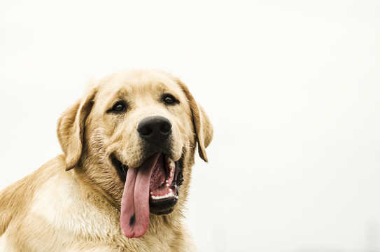 寵物攝影 拉布拉多犬