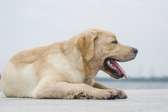 拉布拉多犬 尋回獵犬 寵物攝影