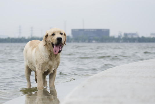 拉布拉多犬 尋回獵犬 寵物攝影