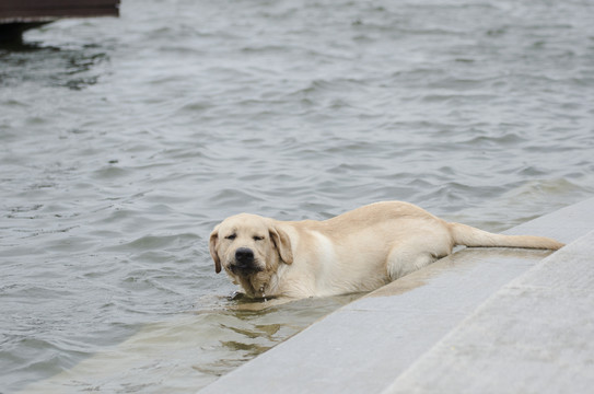 寵物攝影 拉布拉多獵犬 游泳