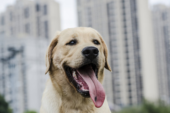 寵物攝影 拉布拉多犬 尋回獵犬