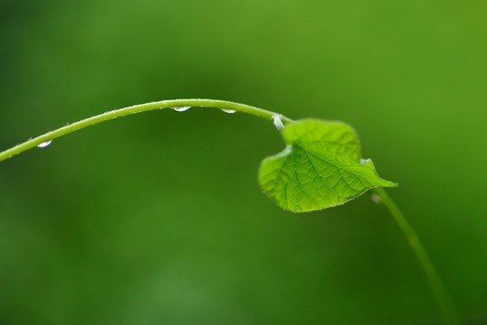 藤蔓與綠葉