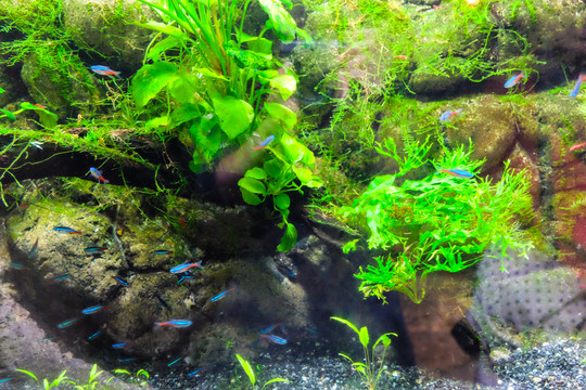 燈魚 玻璃魚 海底世界