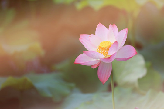 荷 花