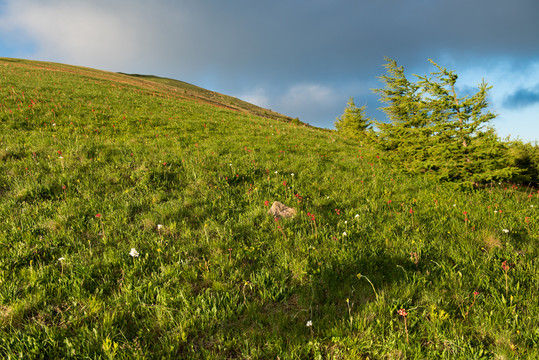 海坨山山頂 樹木 夏天山水風(fēng)景