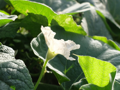 冬瓜花
