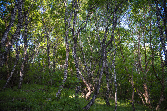 山坡 樹林 夏天 綠色 白樺樹