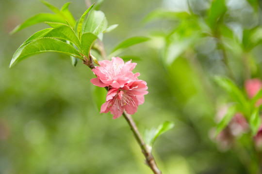 桃花特寫