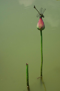 荷花蜻蜓