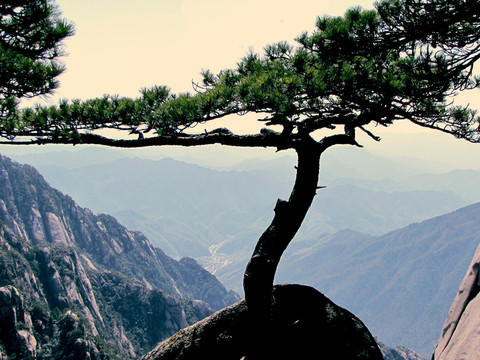 黃山奇松