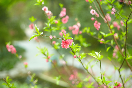 粉色桃花