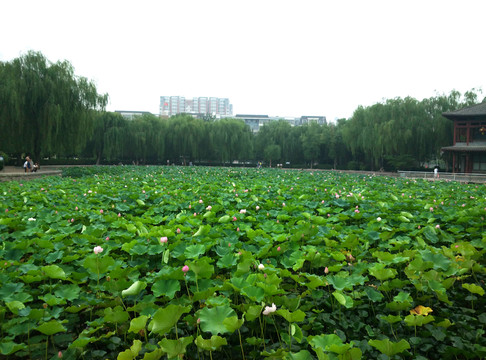 荷塘景色