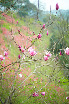 花卉
