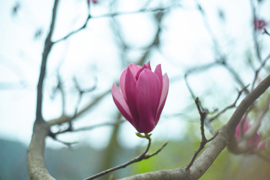 花卉