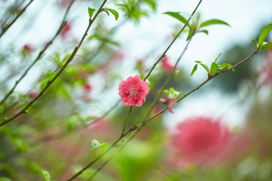 桃花特寫