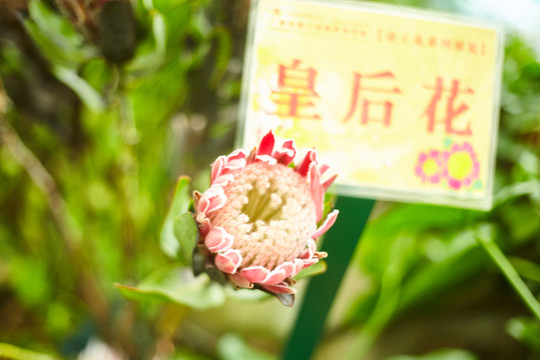 皇后花