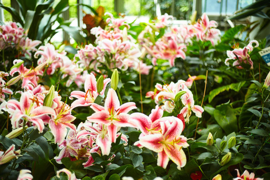 百合花園