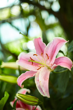百合花