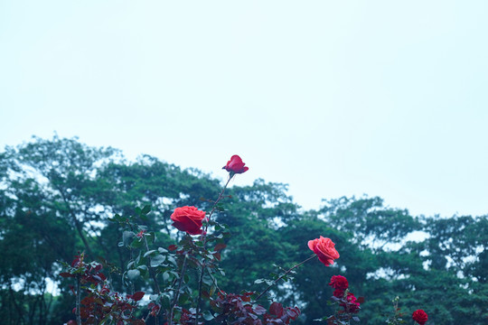花與樹林