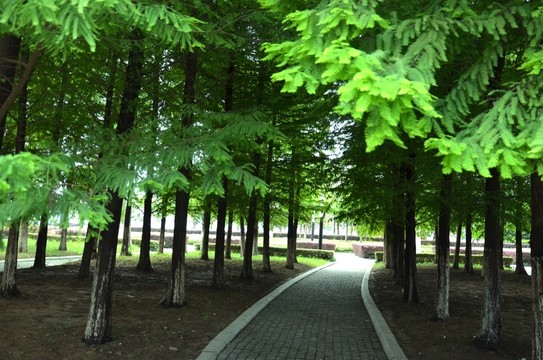 杉樹林 林蔭道 石板路