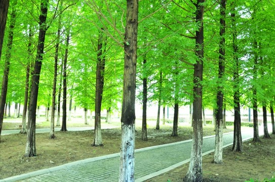 杉樹林 石板路 林間小路