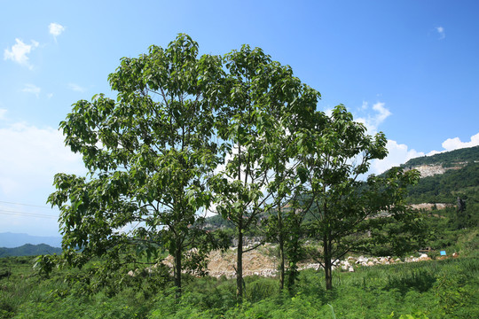 樹林 風景