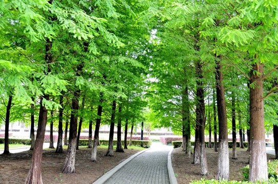杉樹林 石板路 林間小路