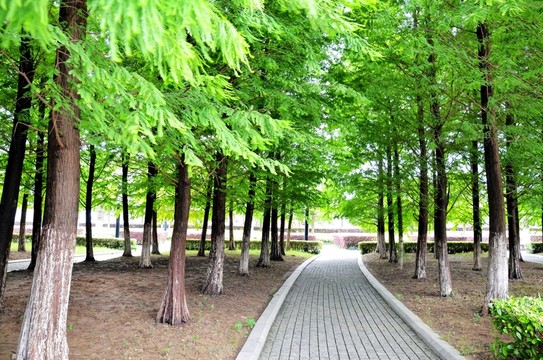 杉樹林 石板路 林間小路