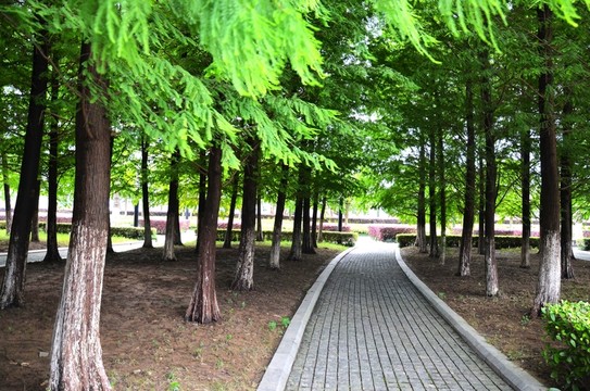 杉樹林 石板路 林間小路