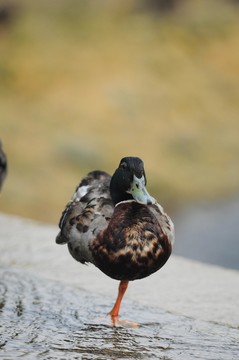 水鴨