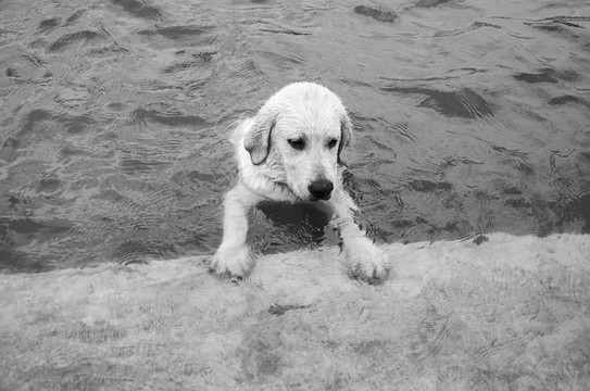 拉布拉多犬 尋回獵犬
