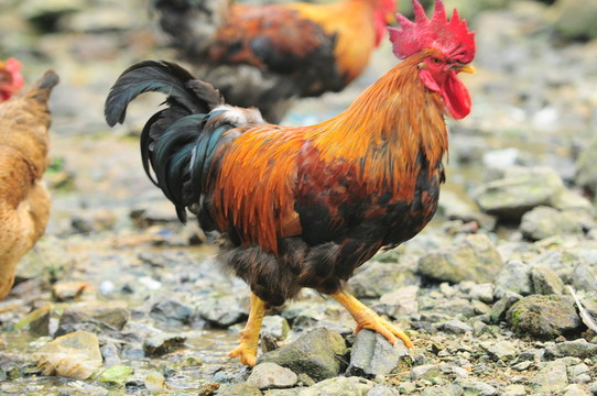 紅公雞